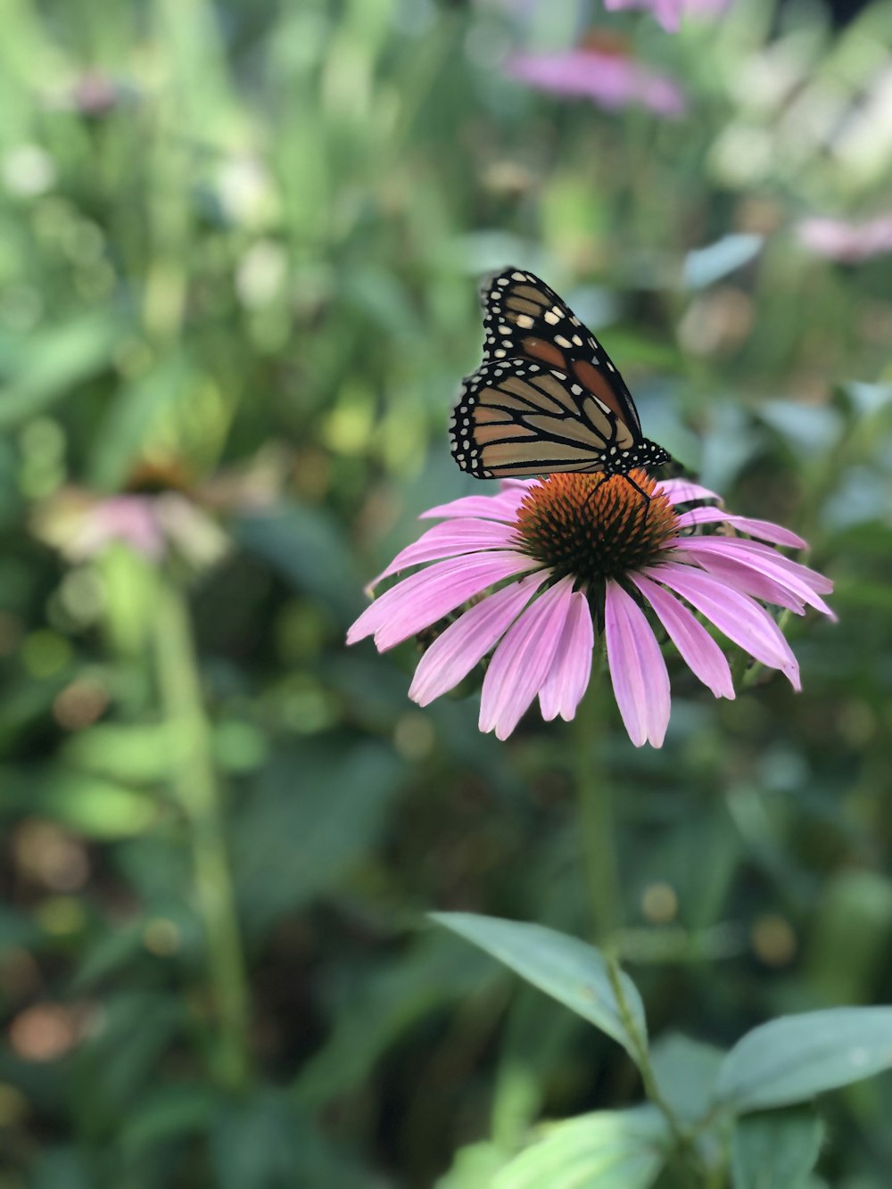 papillon monarque perché sur la fleur rose en gros plan photographie pendant la journée