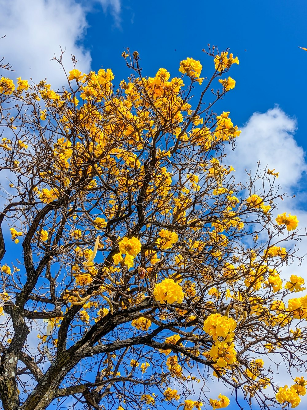 yellow leaves on tree under blue sky during daytime