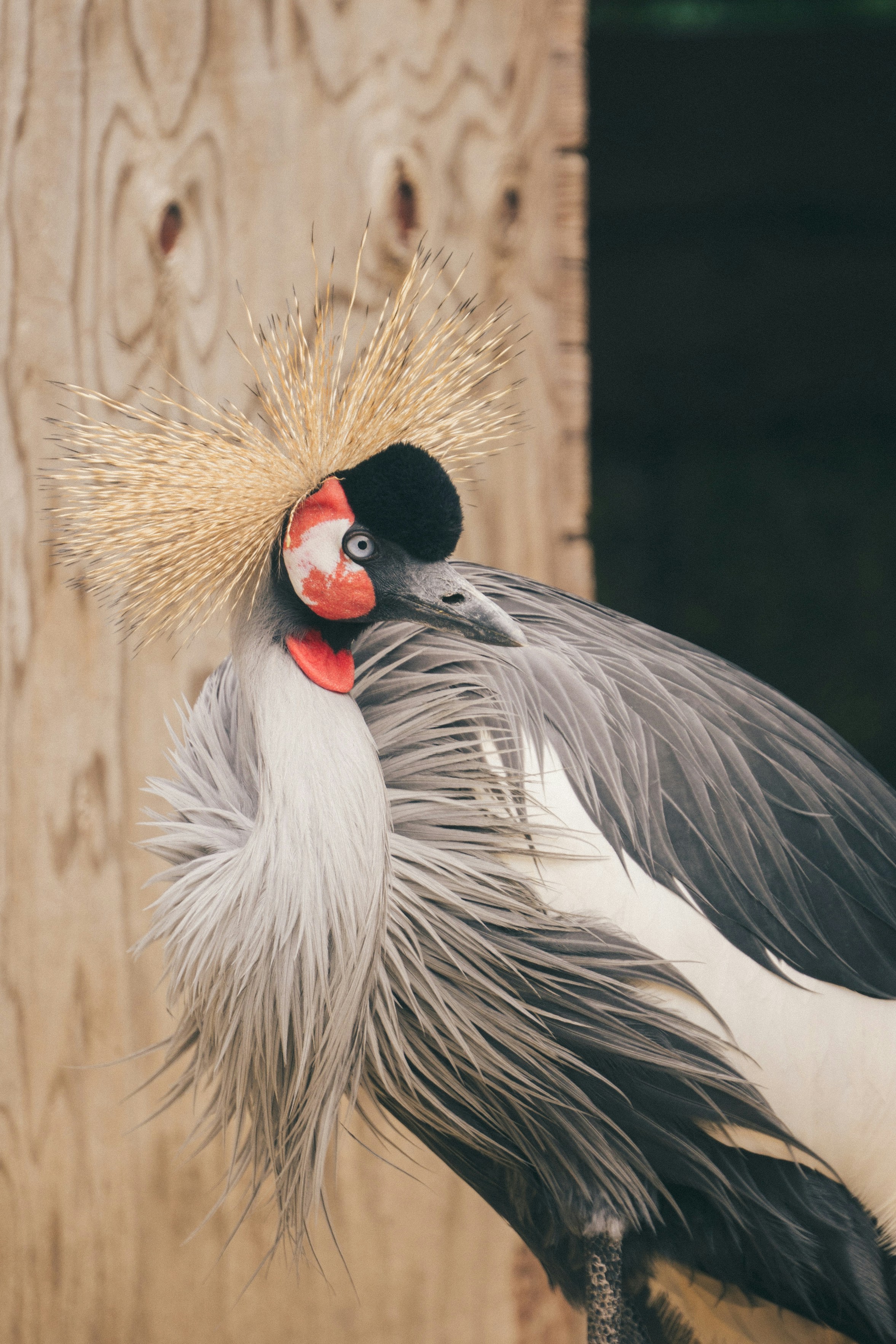 black and white bird on brown tree trunk