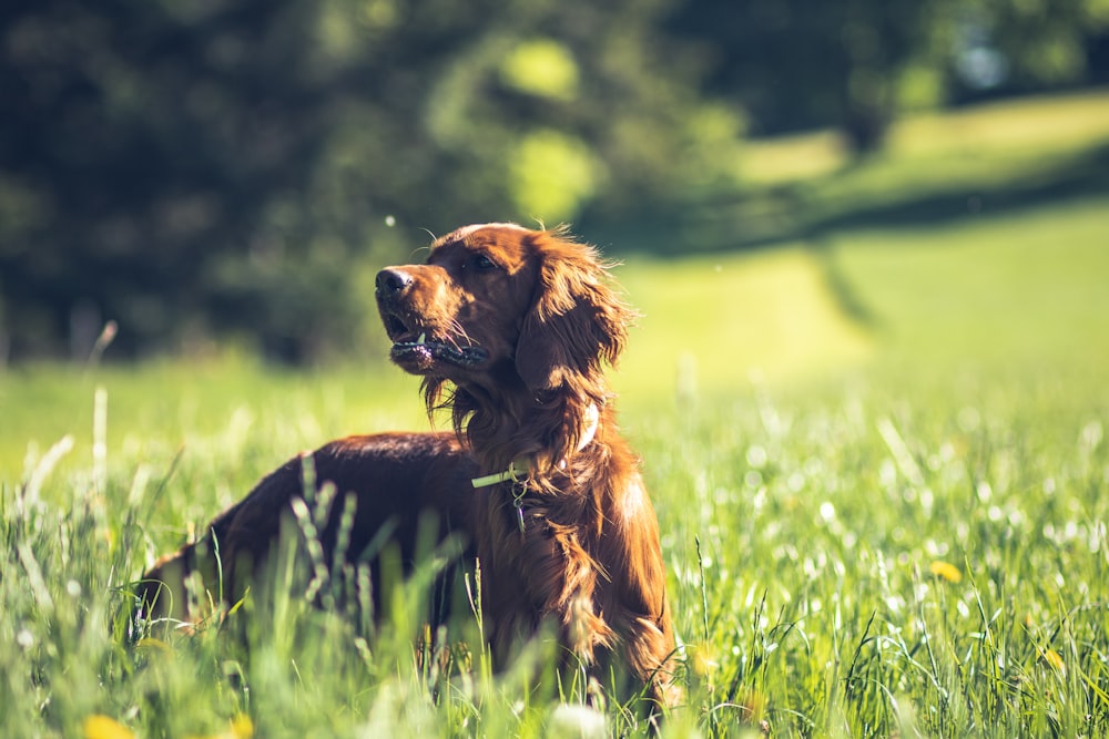 brown long coated dog on green grass field during daytime