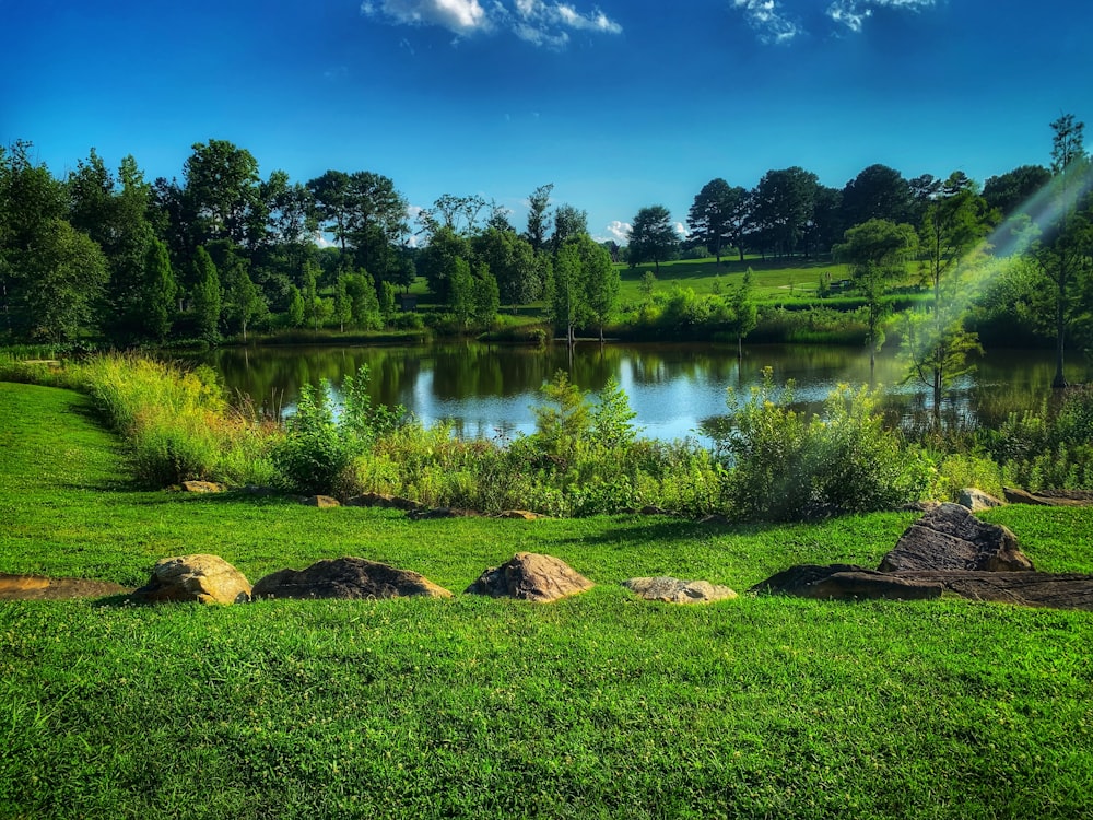 green trees beside river under blue sky during daytime