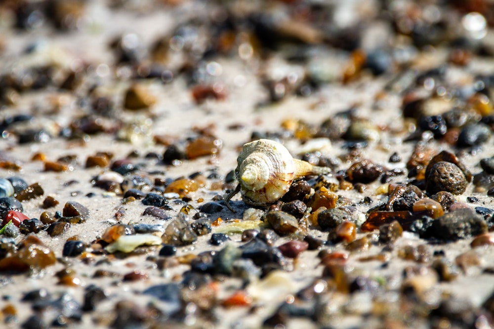 낮 동안 바위가 많은 땅에 갈색 달팽이