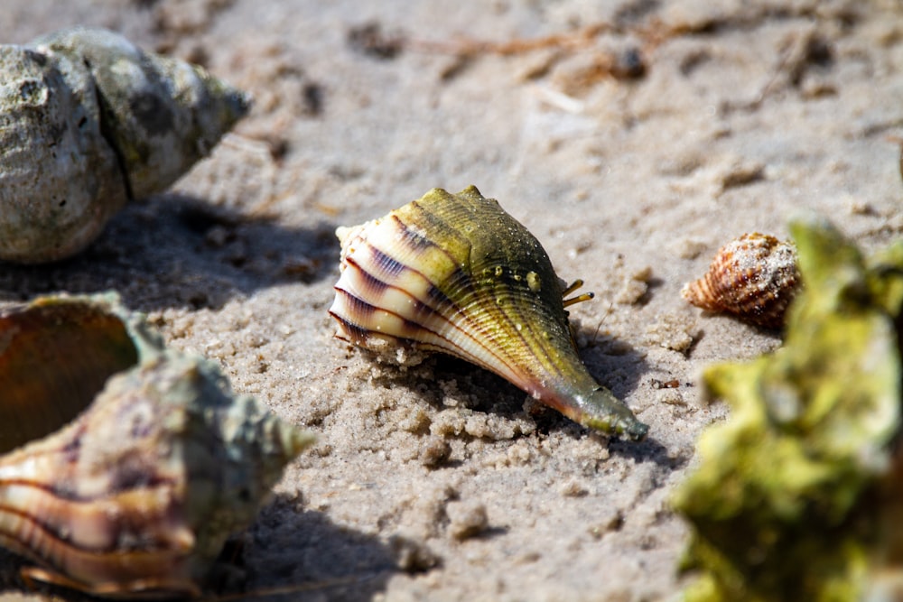 brown and white seashell on brown sand during daytime