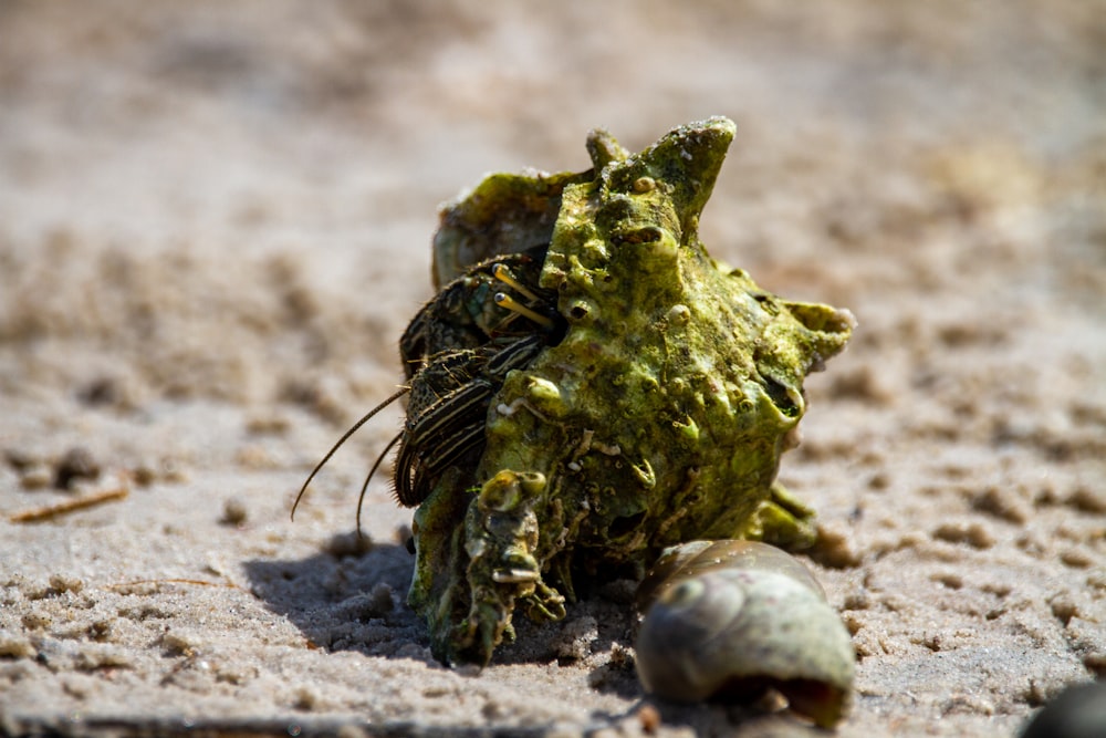 green and black stone on brown sand during daytime