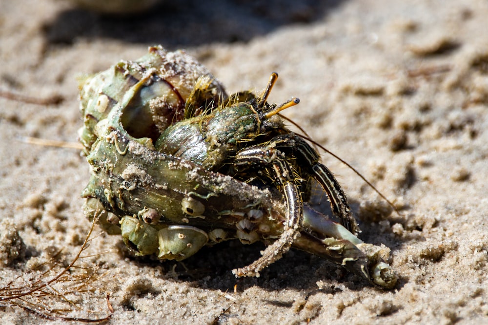 green and brown crab on brown sand during daytime