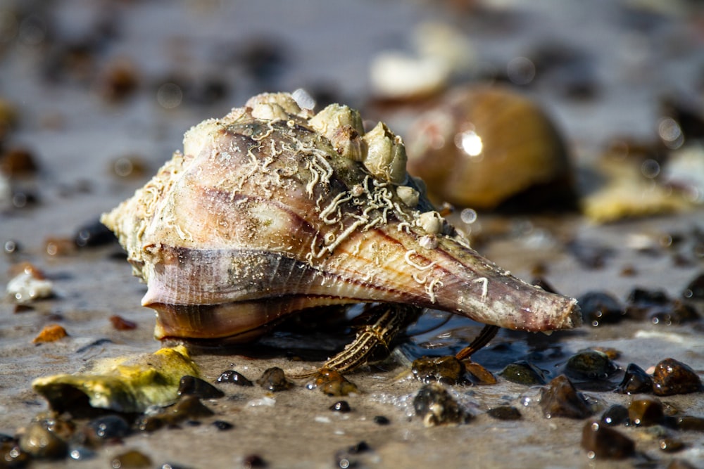 brown and white sea creature on black sand