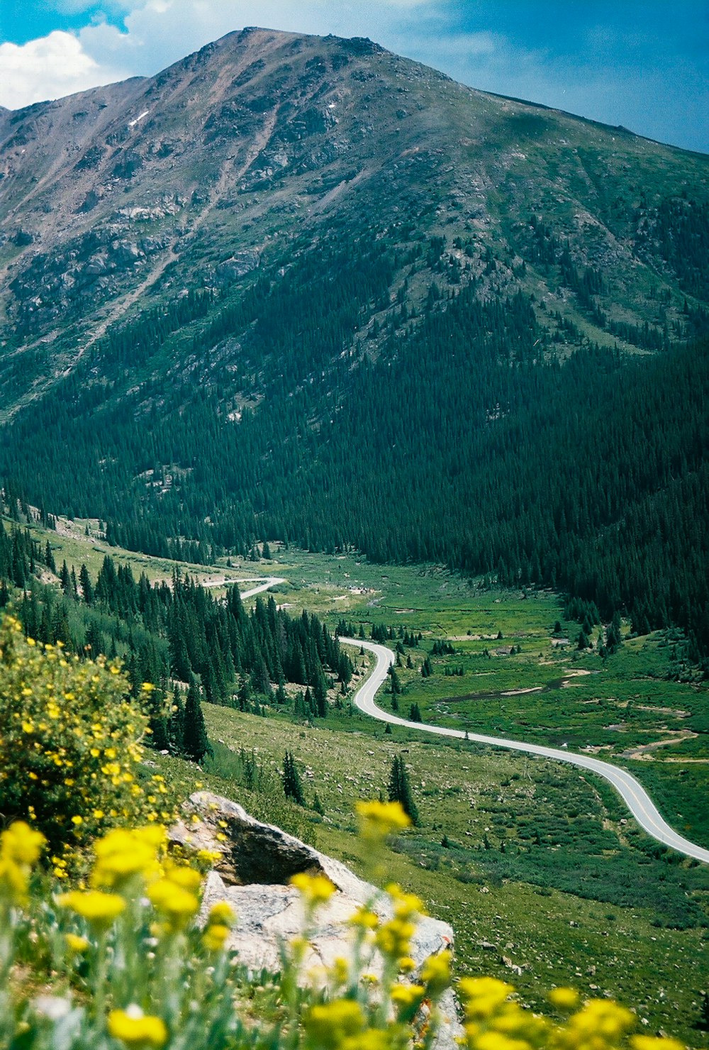 árboles verdes en la montaña durante el día