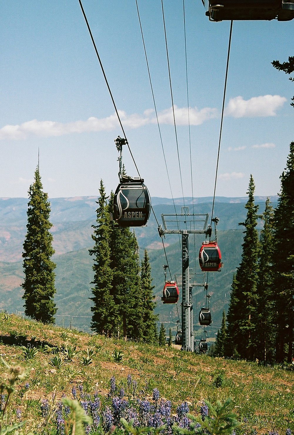 red cable cars over green trees during daytime