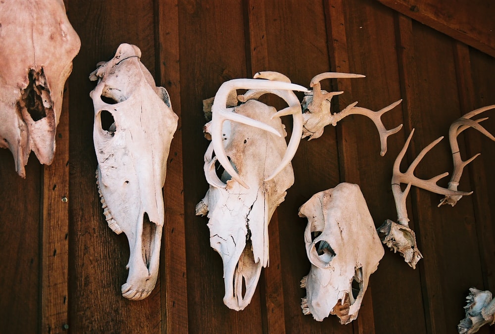 cráneo de animal blanco en pared de madera marrón