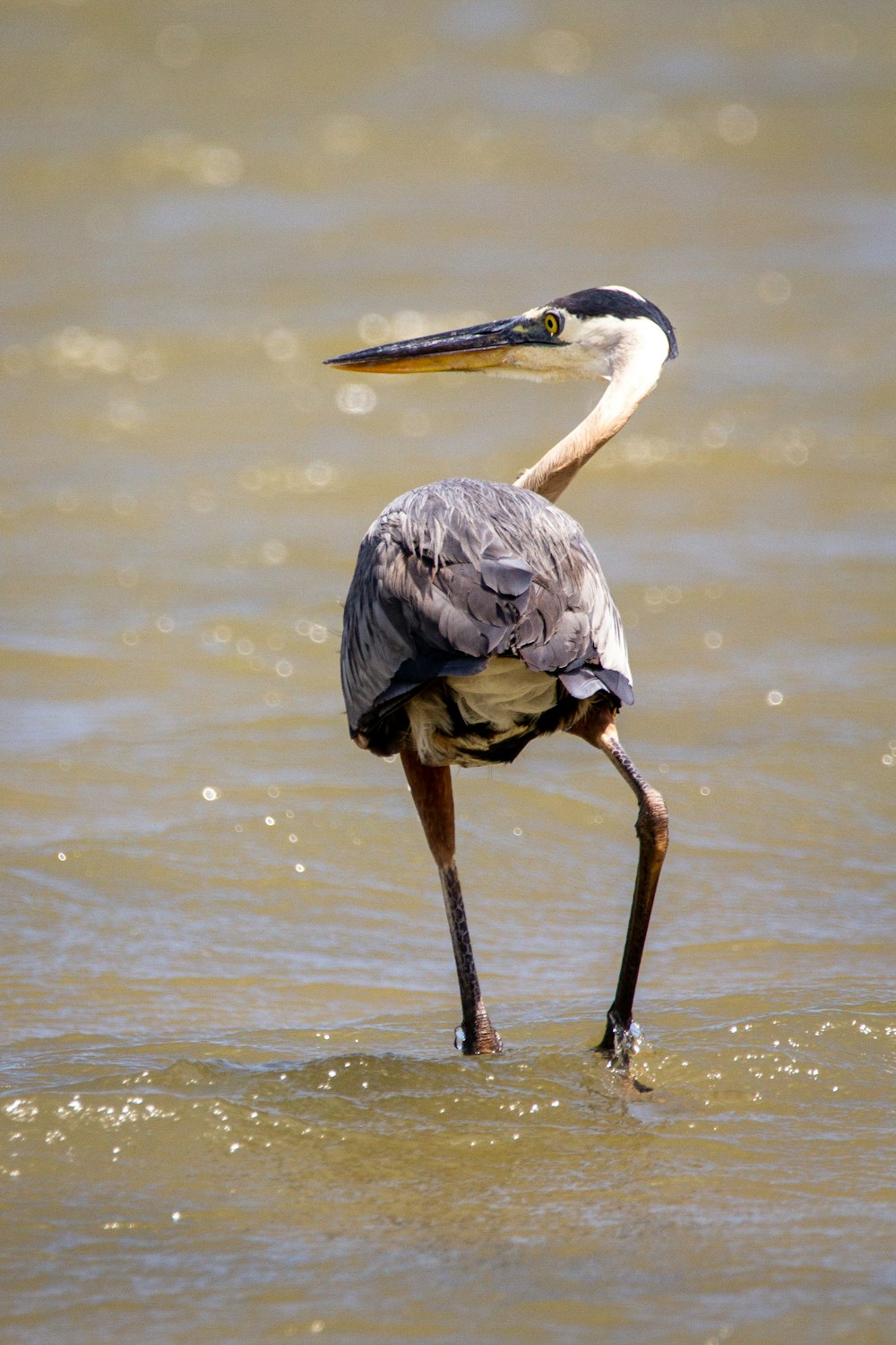 grey heron on water during daytime