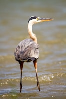 the blue heron is one of many birds we see on our dolphin tours.