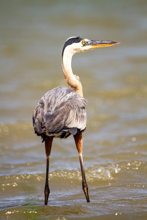 the blue heron is one of many birds we see on our dolphin tours.
