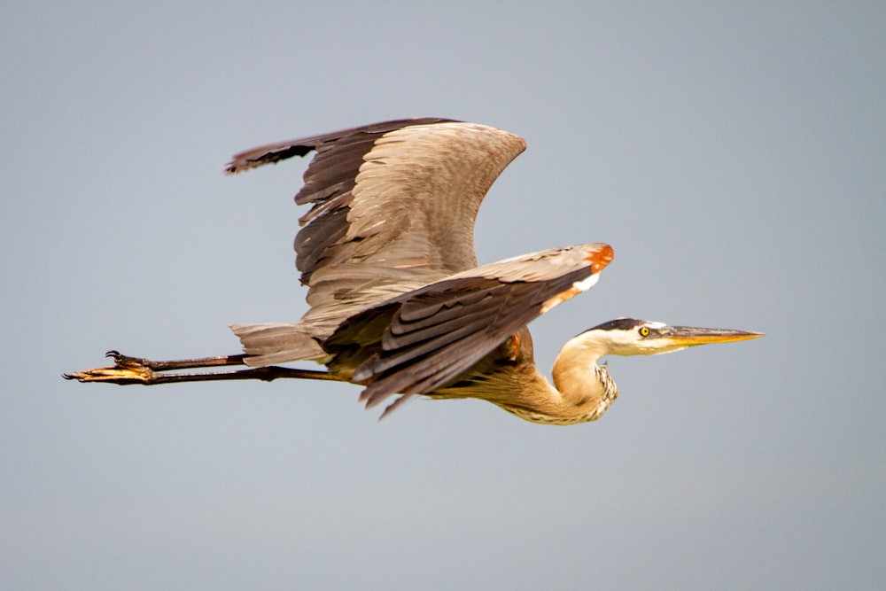 brown and white bird flying