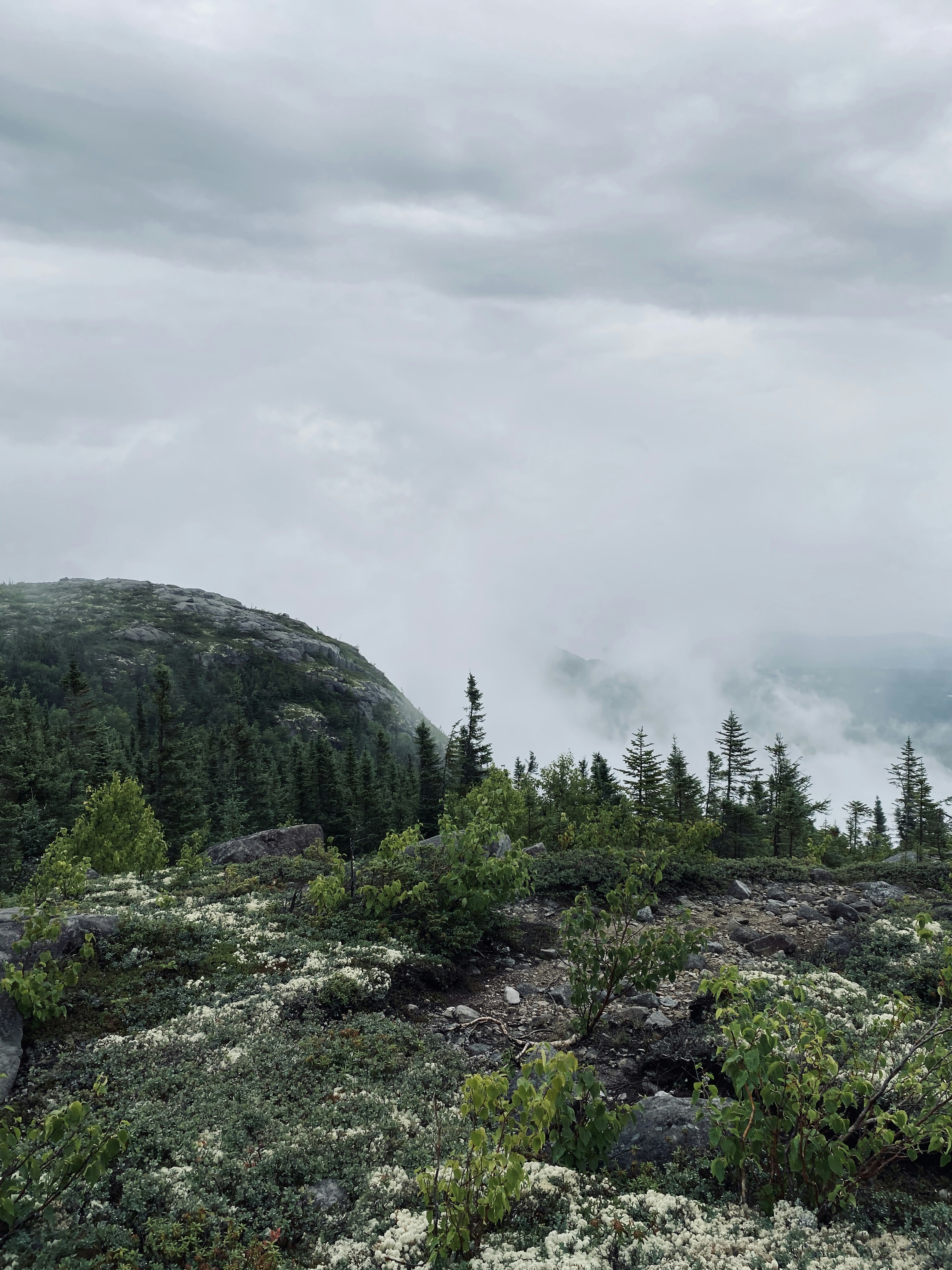 green trees on mountain under white sky during daytime