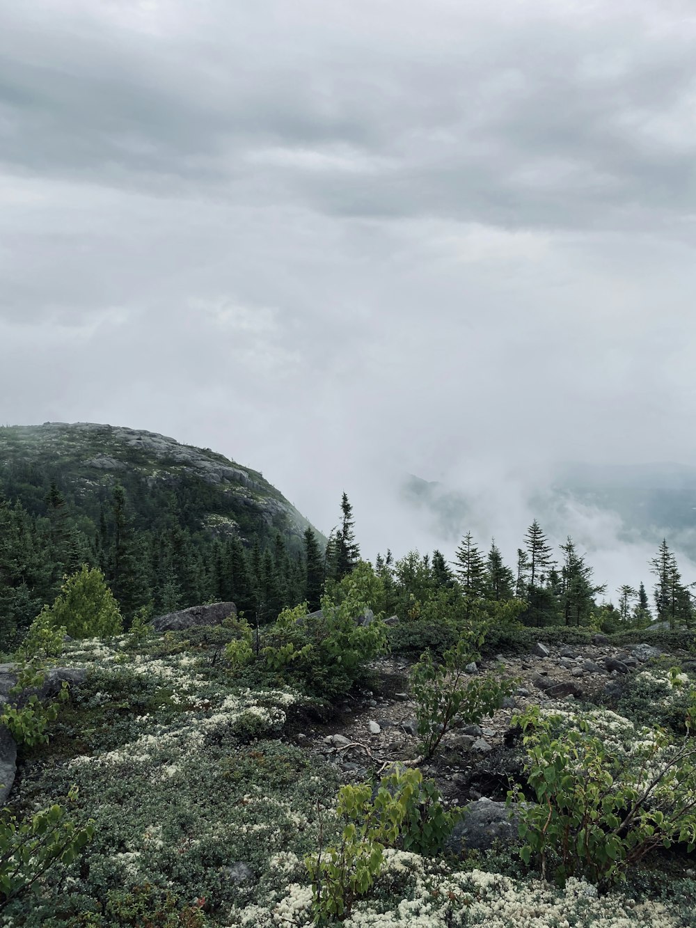 green trees on mountain under white sky during daytime