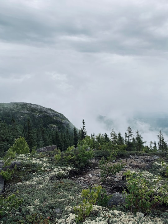 green trees on mountain under white sky during daytime in Charlevoix Canada