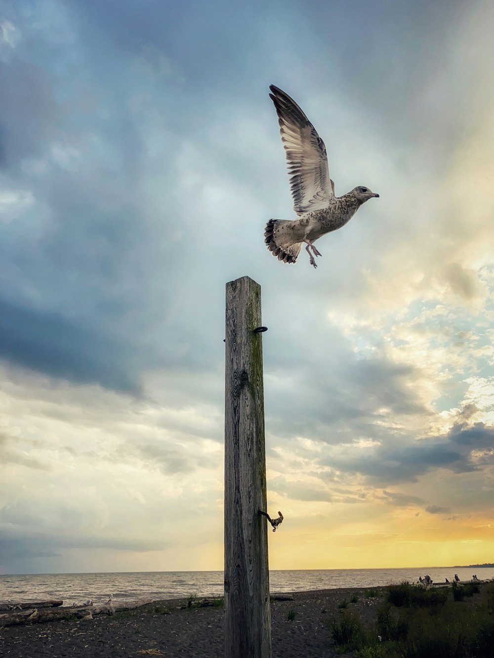 white and black bird on brown wooden post under white clouds during daytime