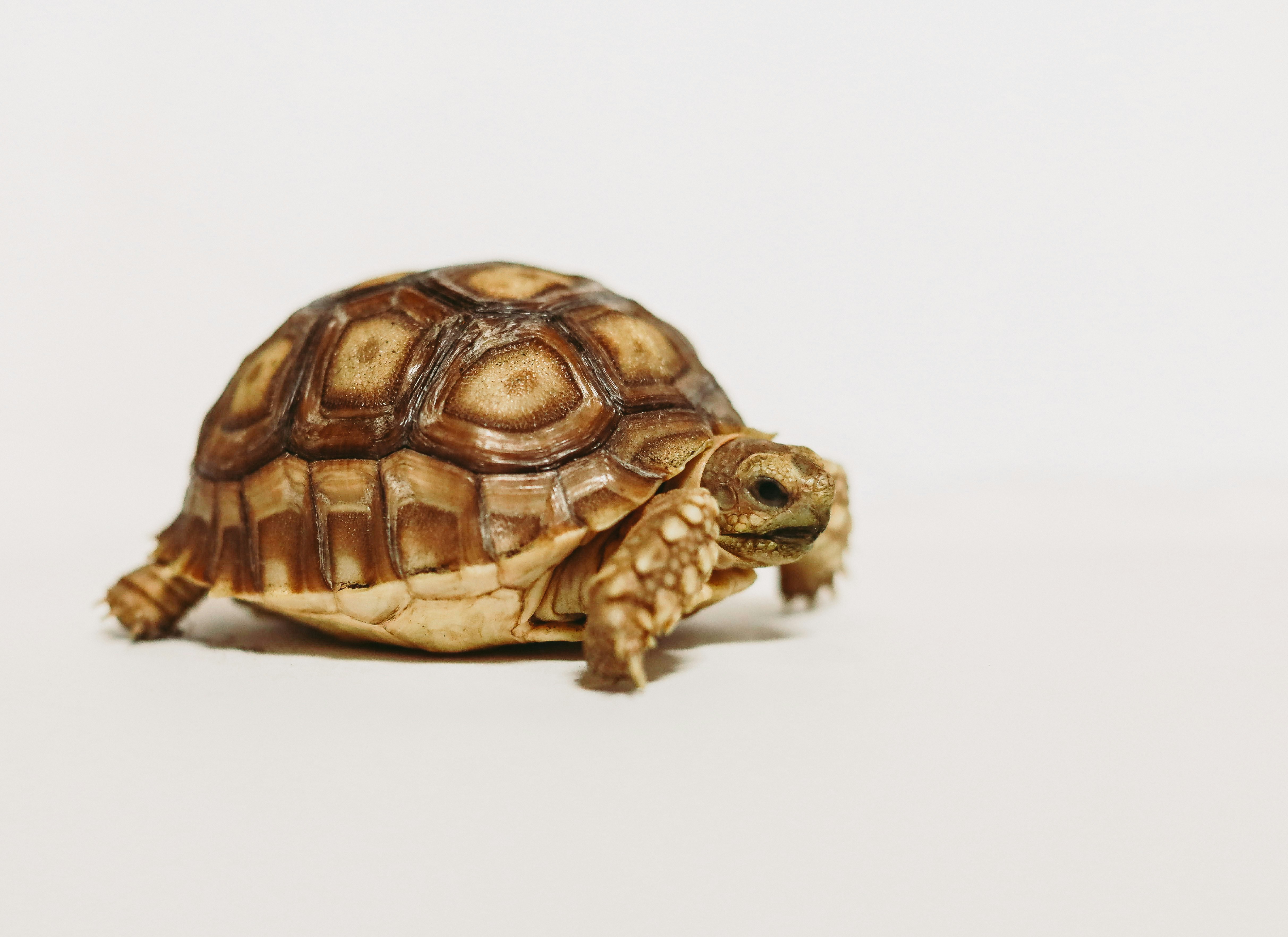 brown and black turtle on white surface