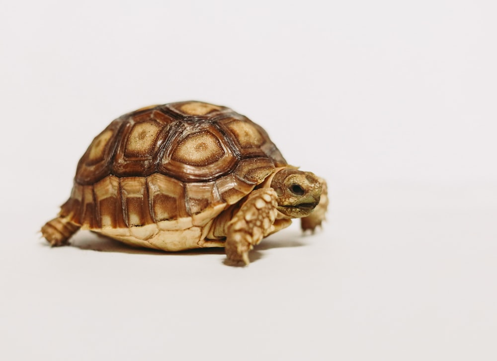 brown and black turtle on white surface