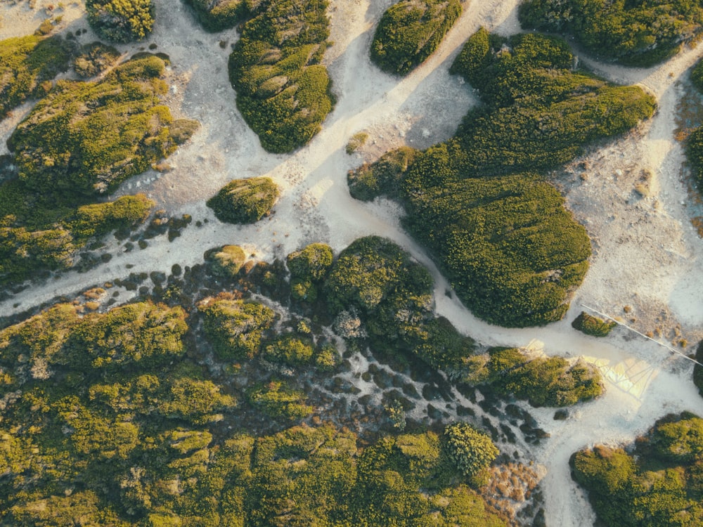 green moss on body of water