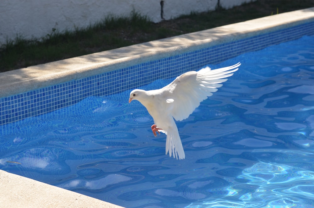 pájaro blanco en una superficie de concreto blanco cerca de la piscina durante el día