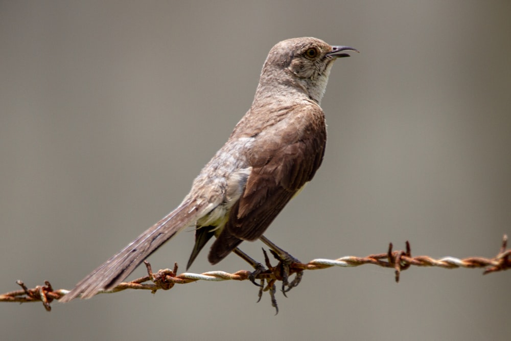 pájaro marrón posado en palo marrón