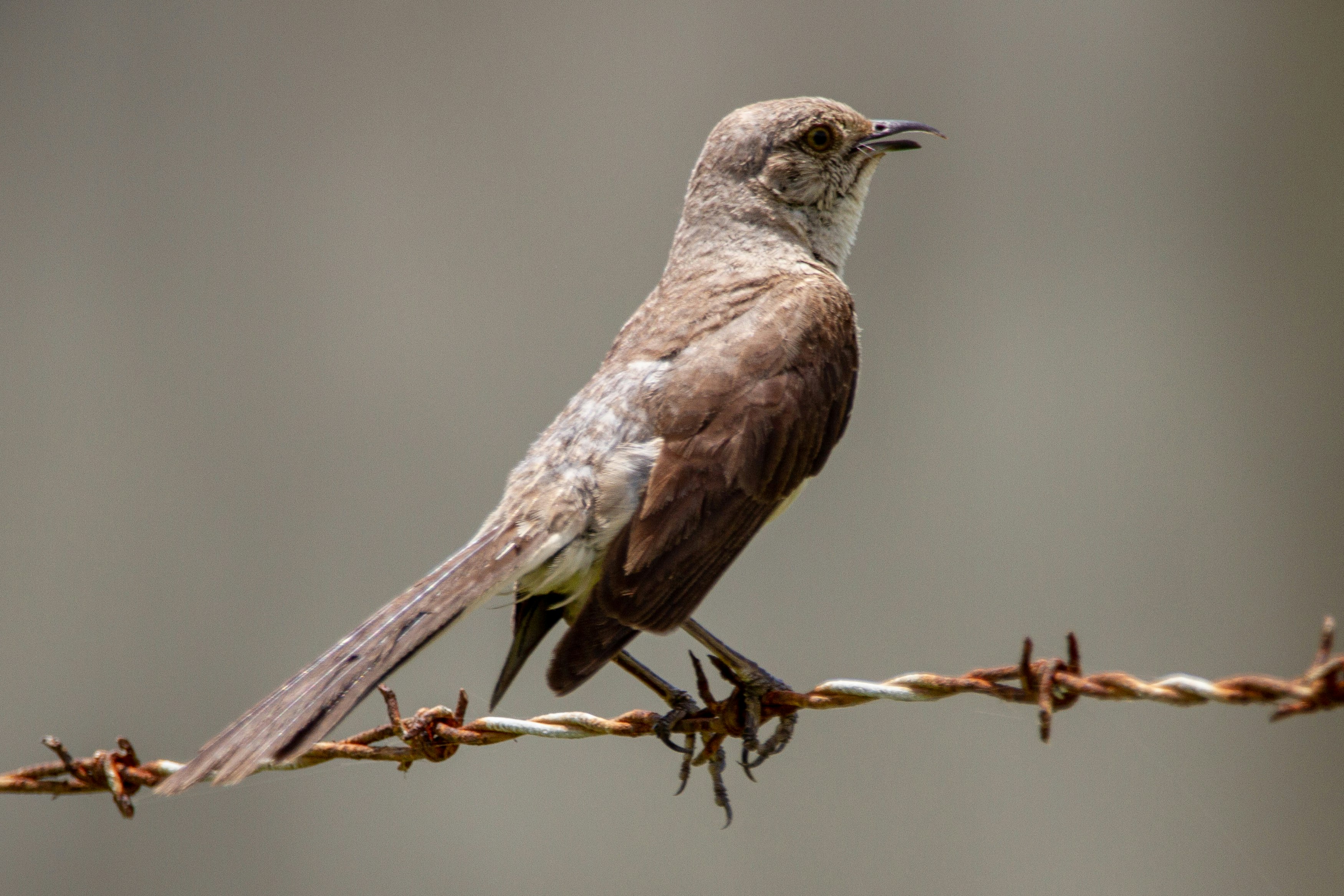 A northern mockingbird perches on a barbed wire fence.