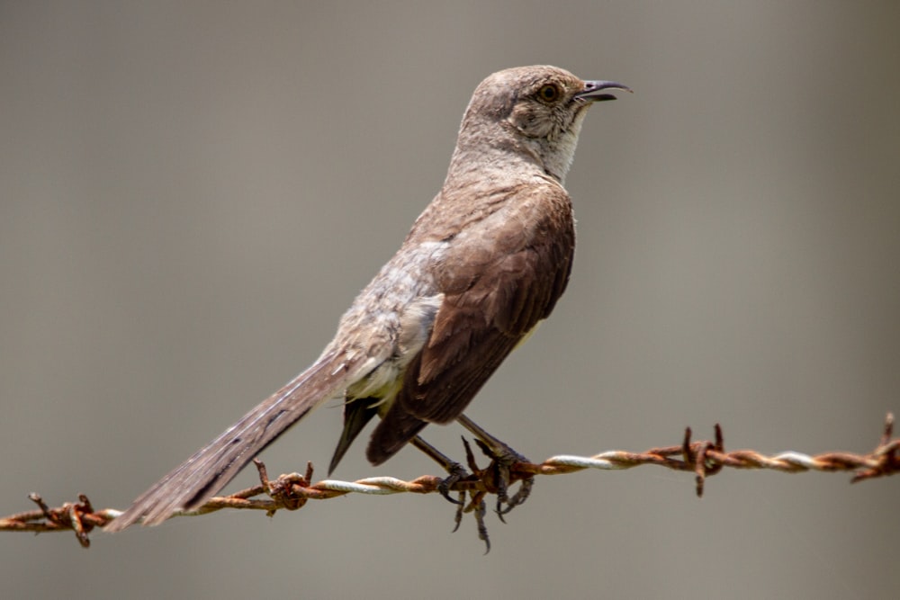 Brauner Vogel sitzt auf braunem Stock