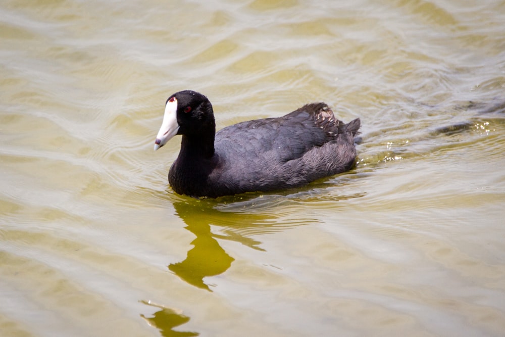 Pato negro y gris en el agua