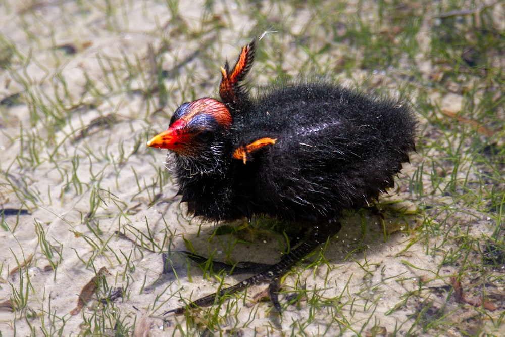 black and red chick on green grass