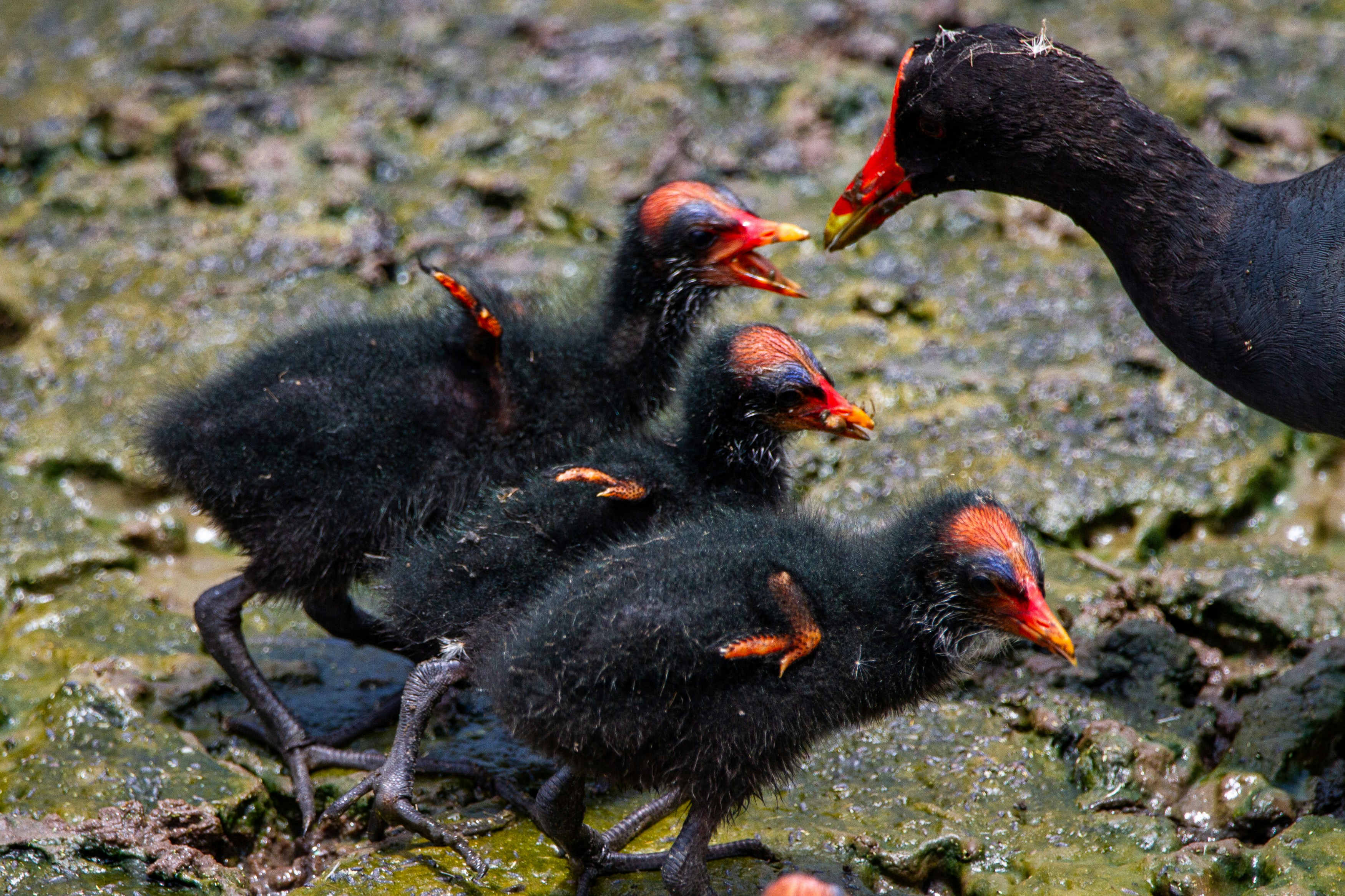 Adult common gallinule feeding a group of downy chicks
