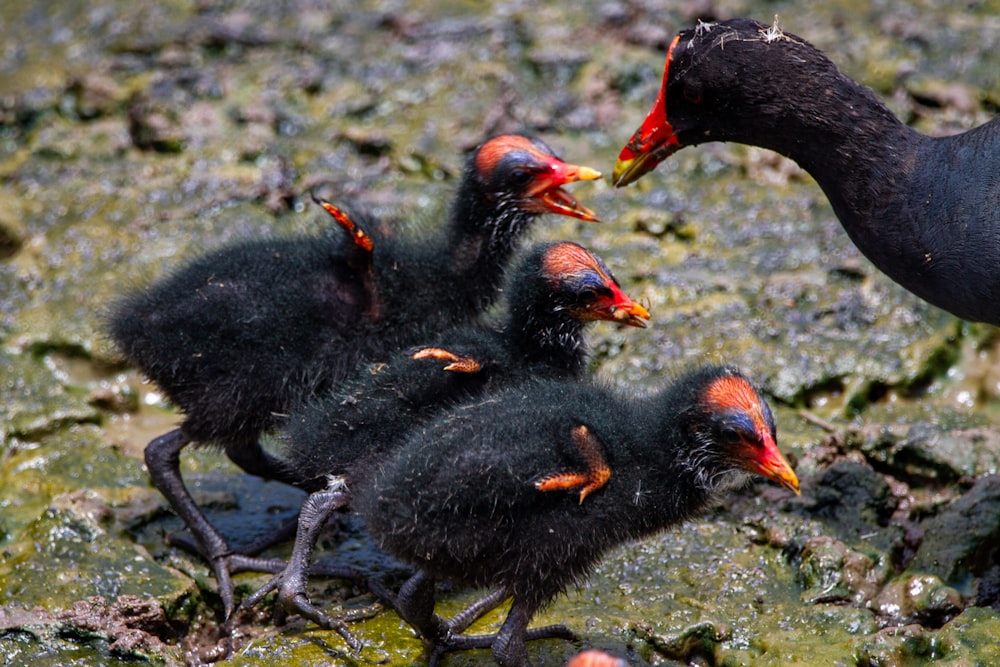 black and red birds on ground during daytime