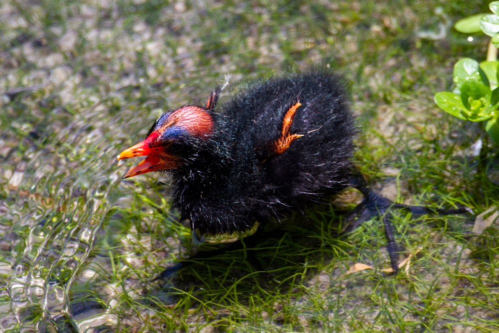black and orange chick on green grass