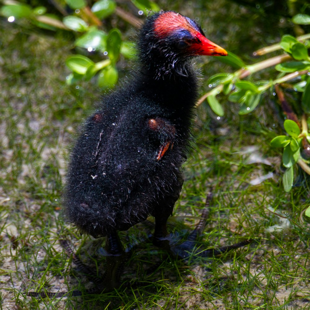 black duck on green grass during daytime