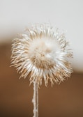 white dandelion in close up photography