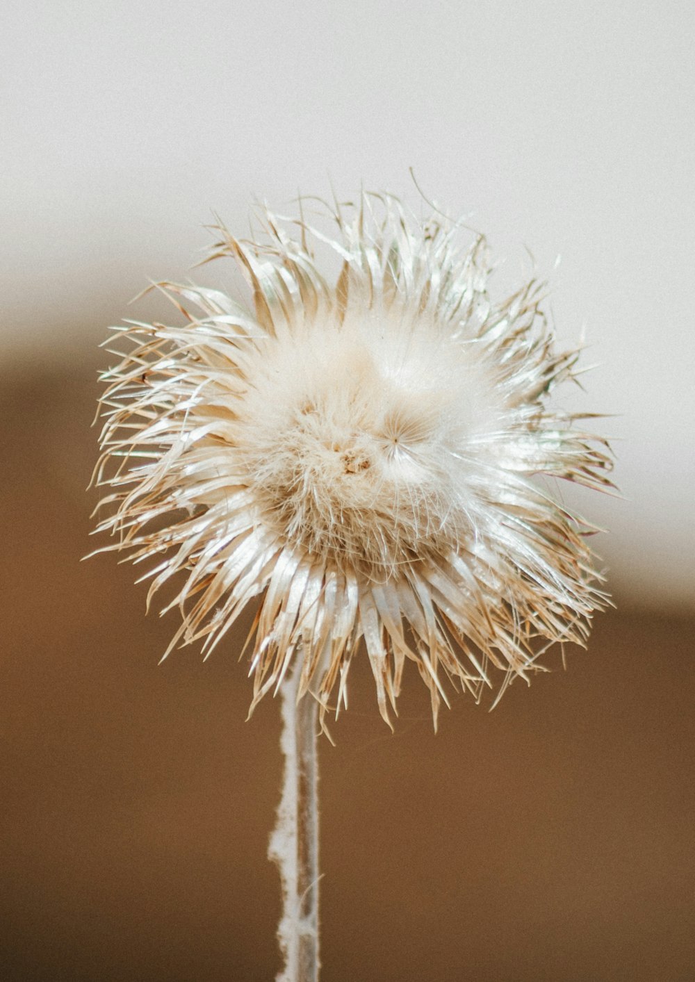 white dandelion in close up photography