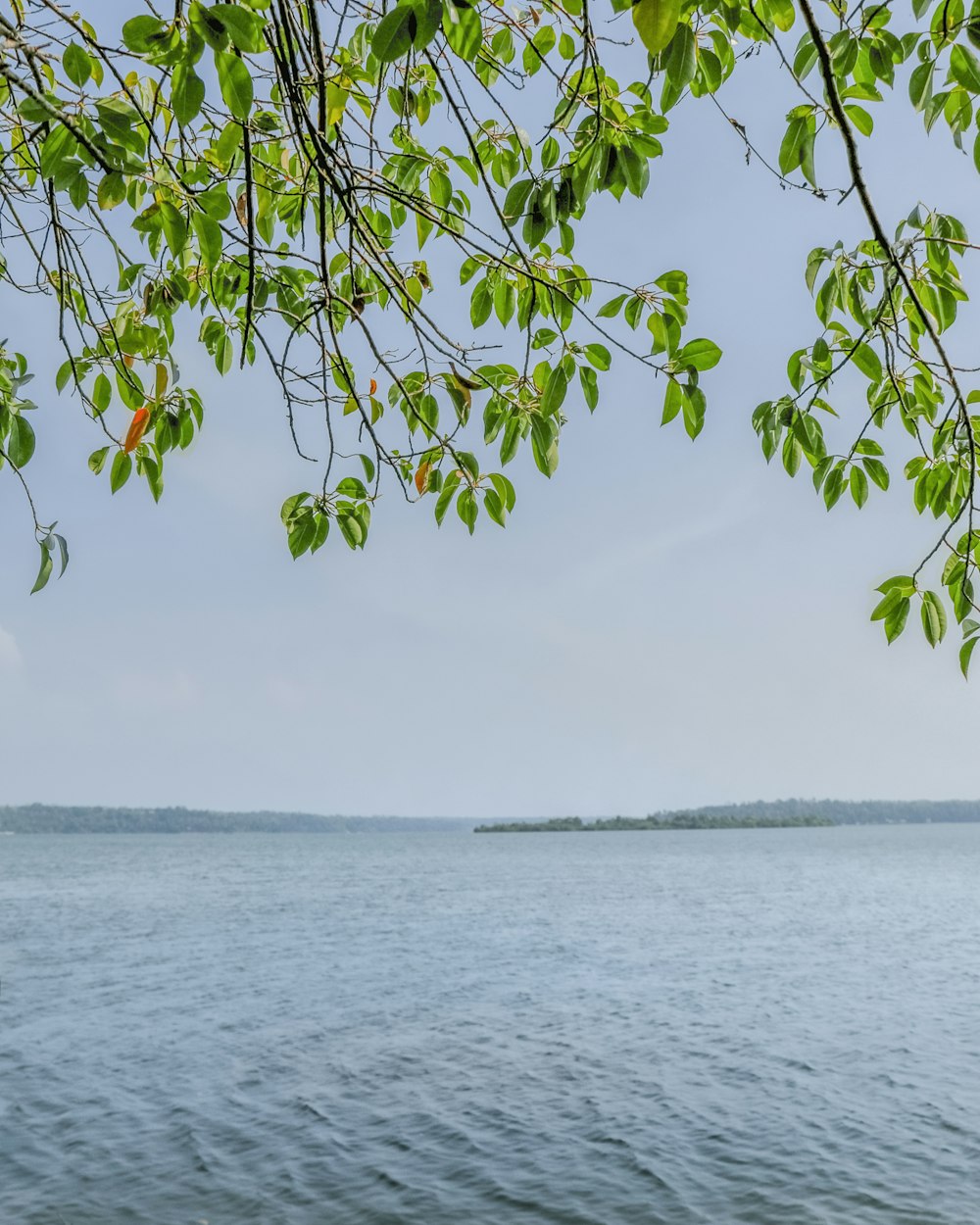 green leaves on body of water during daytime