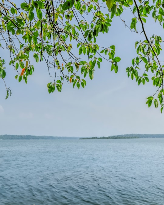 green leaves on body of water during daytime in Kollam India