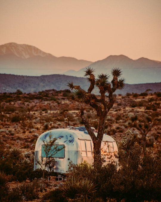 green tree near white and blue house during daytime in Joshua Tree United States