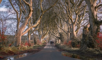 The Dark Hedges Northern Ireland Trees