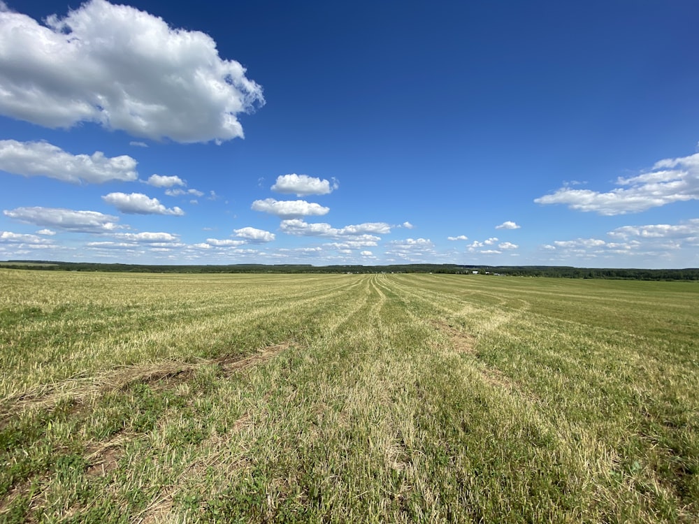 green grass field under blue sky during daytime