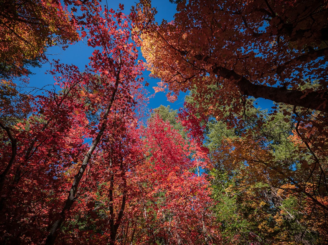 red and green leaf trees under blue sky during daytime