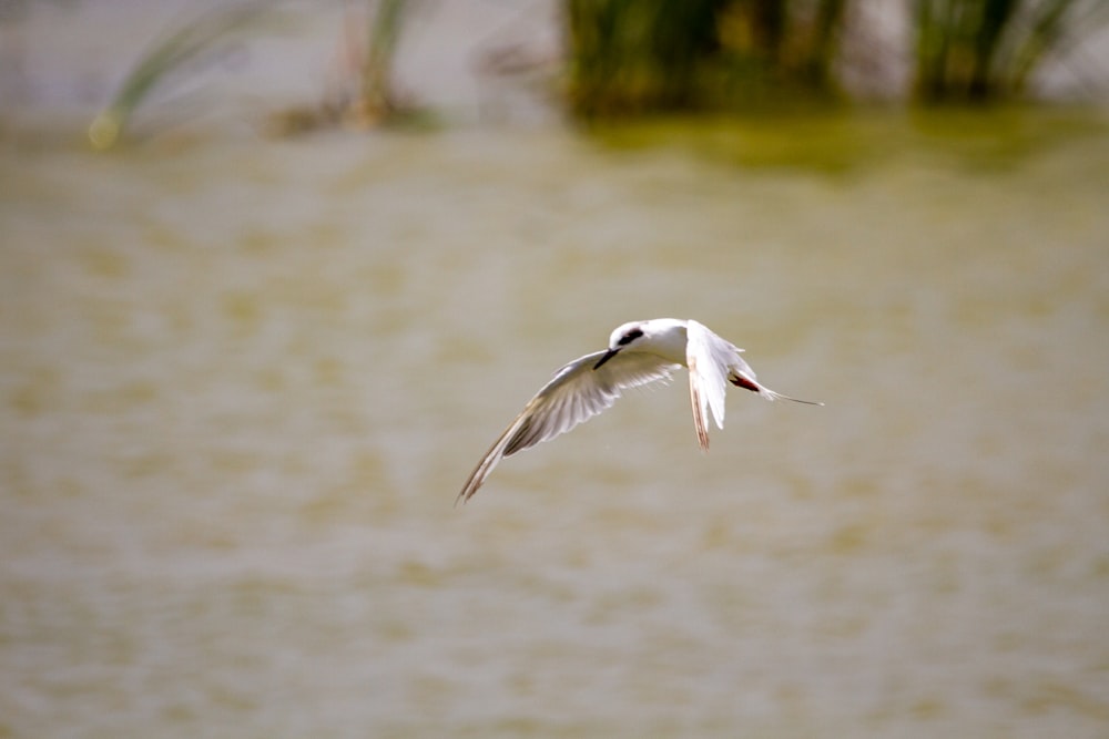 Weißer Vogel, der tagsüber über den See fliegt