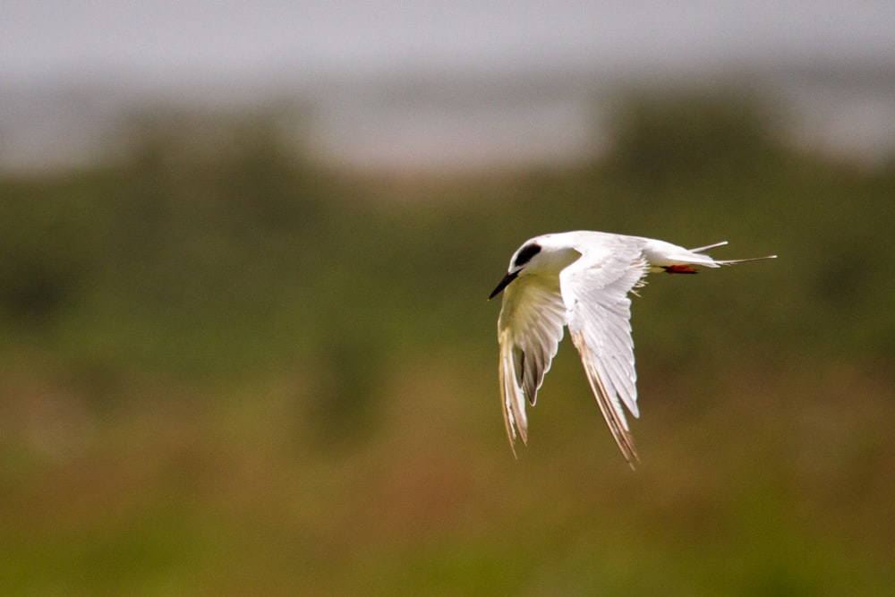 white bird flying during daytime