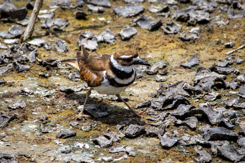 brown and white bird on gray rock