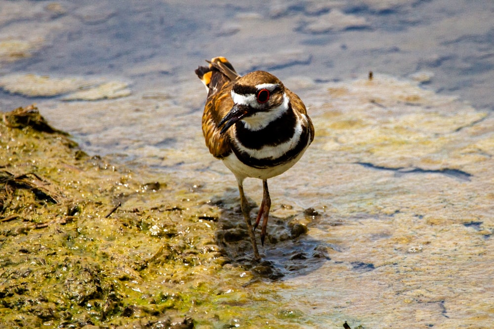 brown and white bird on water during daytime