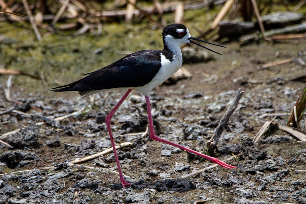 black and white bird on brown soil