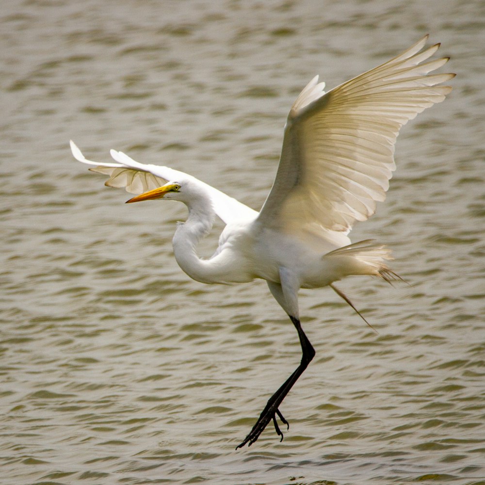 white bird flying over the sea during daytime