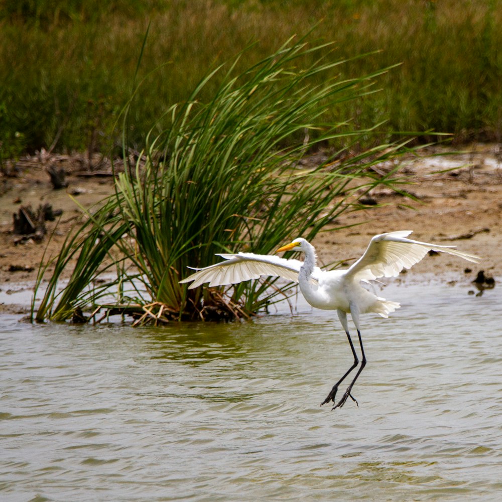 white bird flying over the lake during daytime