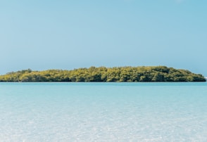 green trees near body of water during daytime